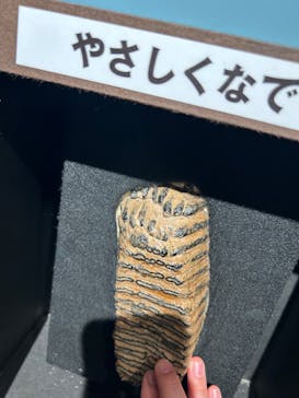 特別展「氷河期展 〜人類が見た4万年前の世界〜」（国立科学博物館）に投稿された画像（2025/9/27）