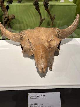 特別展「氷河期展 〜人類が見た4万年前の世界〜」（国立科学博物館）に投稿された画像（2025/9/27）
