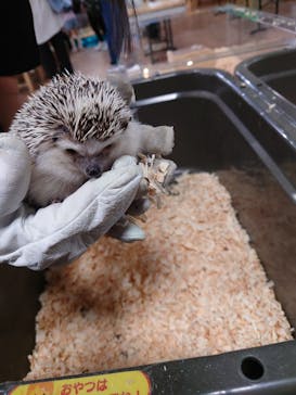 いきもの探検隊上尾に投稿された画像（2025/9/27）