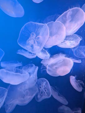 新江ノ島水族館に投稿された画像（2025/9/27）