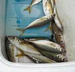 まつうら党交流公社に投稿された画像（2025/9/27）