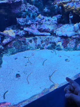 サンシャイン水族館に投稿された画像（2025/9/27）