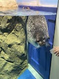 新江ノ島水族館に投稿された画像（2025/9/27）