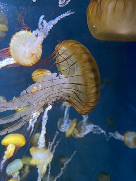 新江ノ島水族館に投稿された画像（2025/9/27）