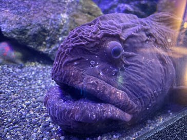 新江ノ島水族館に投稿された画像（2025/9/27）