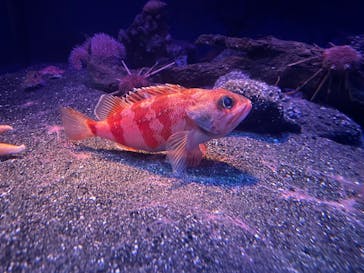 新江ノ島水族館に投稿された画像（2025/9/27）