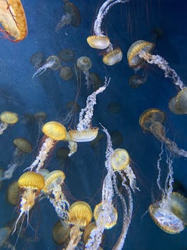 新江ノ島水族館に投稿された画像（2025/9/27）