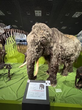 特別展「氷河期展 〜人類が見た4万年前の世界〜」（国立科学博物館）に投稿された画像（2025/9/27）