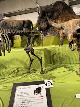 特別展「氷河期展 〜人類が見た4万年前の世界〜」（国立科学博物館）に投稿された画像（2025/9/27）