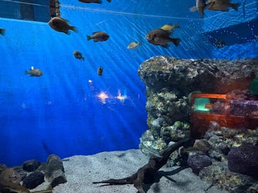 箱根園水族館に投稿された画像（2025/9/27）