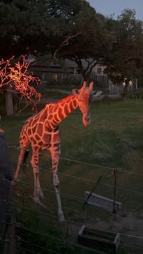 天王寺動物園に投稿された画像（2025/9/27）