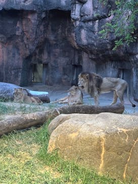 天王寺動物園に投稿された画像（2025/9/27）