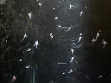 サンシャイン水族館に投稿された画像（2025/9/27）