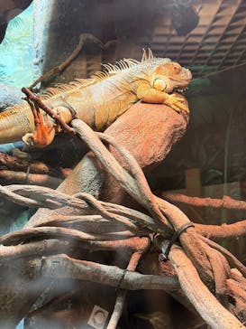 天王寺動物園に投稿された画像（2025/9/27）