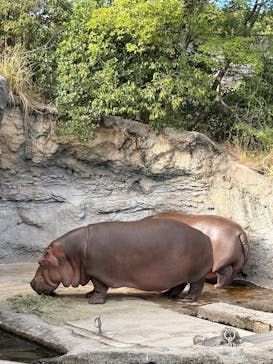天王寺動物園に投稿された画像（2025/9/27）