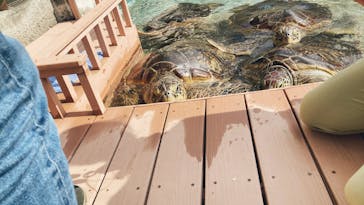新江ノ島水族館に投稿された画像（2025/9/27）