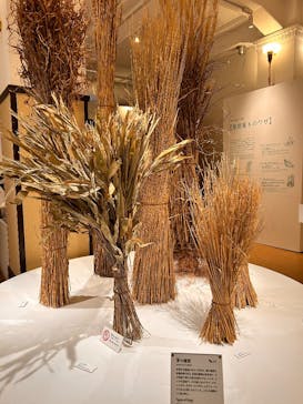 国立科学博物館に投稿された画像（2025/9/27）