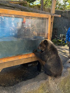 のぼりべつクマ牧場に投稿された画像（2025/9/27）