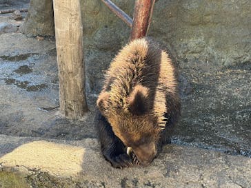 のぼりべつクマ牧場に投稿された画像（2025/9/27）
