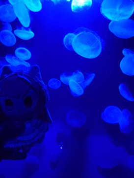 サンシャイン水族館に投稿された画像（2025/9/27）