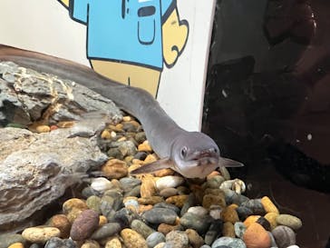 しながわ水族館に投稿された画像（2025/9/27）