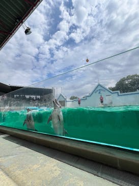 しながわ水族館に投稿された画像（2025/9/27）