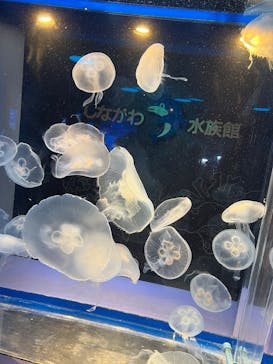 しながわ水族館に投稿された画像（2025/9/27）