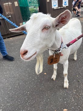 まかいの牧場に投稿された画像（2025/9/27）