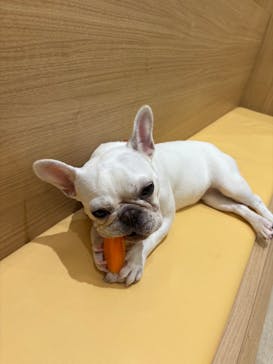 いぬカフェRio 秋葉原店に投稿された画像（2025/9/27）