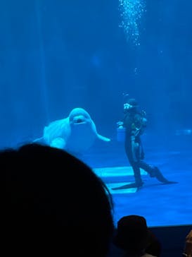 島根県立 しまね海洋館に投稿された画像（2025/9/27）