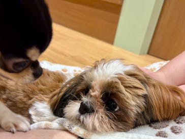 いぬカフェRio 新宿店に投稿された画像（2025/9/27）