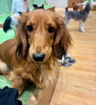 いぬカフェRio 新宿店に投稿された画像（2025/9/27）