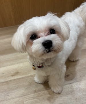 いぬカフェRio 秋葉原店に投稿された画像（2025/9/27）