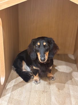 いぬカフェRio 秋葉原店に投稿された画像（2025/9/27）