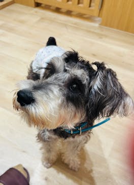 いぬカフェRio 秋葉原店に投稿された画像（2025/9/27）