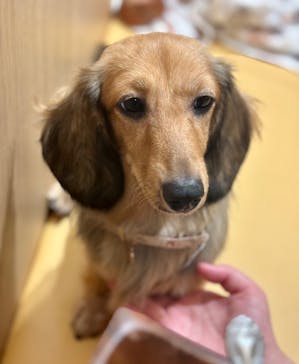 いぬカフェRio 秋葉原店に投稿された画像（2025/9/27）