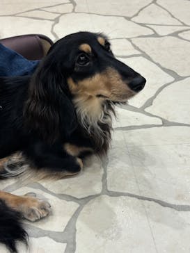 いぬカフェRio 下北沢店に投稿された画像（2025/9/27）