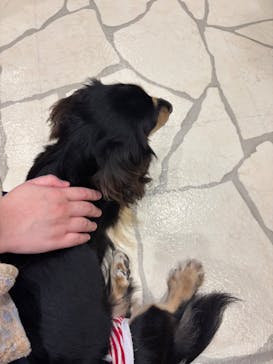 いぬカフェRio 下北沢店に投稿された画像（2025/9/27）