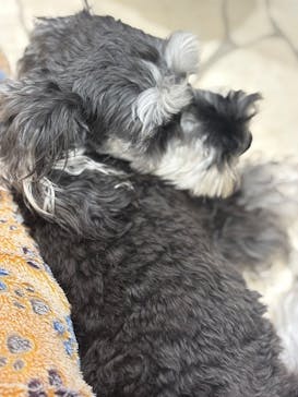 いぬカフェRio 下北沢店に投稿された画像（2025/9/27）