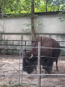 恩賜上野動物園に投稿された画像（2025/9/27）