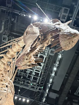 福井県立恐竜博物館に投稿された画像（2025/9/27）