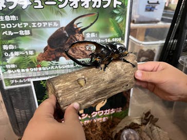 いきもの探検隊上尾に投稿された画像（2025/9/27）