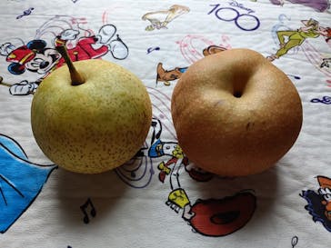 福田フルーツパークに投稿された画像（2025/9/28）