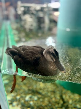 しながわ水族館に投稿された画像（2025/9/28）