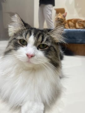 Cat Café MOFF コクーンシティさいたま新都心店に投稿された画像（2025/9/28）