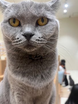 Cat Café MOFF コクーンシティさいたま新都心店に投稿された画像（2025/9/28）