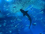 アクアワールド茨城県大洗水族館に投稿された画像（2025/9/28）
