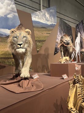 特別展「氷河期展 〜人類が見た4万年前の世界〜」（国立科学博物館）に投稿された画像（2025/9/28）