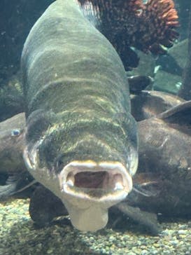 世界淡水魚園水族館　アクア・トトぎふに投稿された画像（2025/9/28）