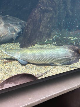 世界淡水魚園水族館　アクア・トトぎふに投稿された画像（2025/9/28）